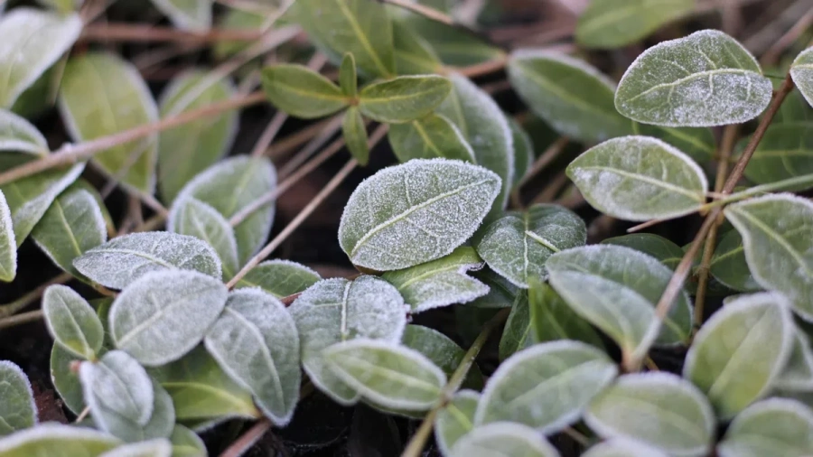 Риск от слана в средата на май, ще има и сняг