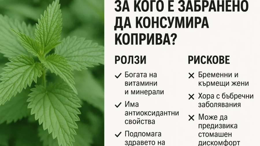 За кого е забранено да консумира коприва и какви са ползите и рисковете?