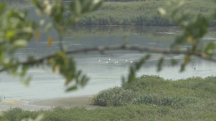 Критично ниското ниво на водата в &quot;Сребърна&quot; застрашава редки видове