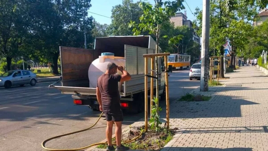 Столична община започва ежеседмично поливане на младите дръвчета по тротоарите и край пътните артерии