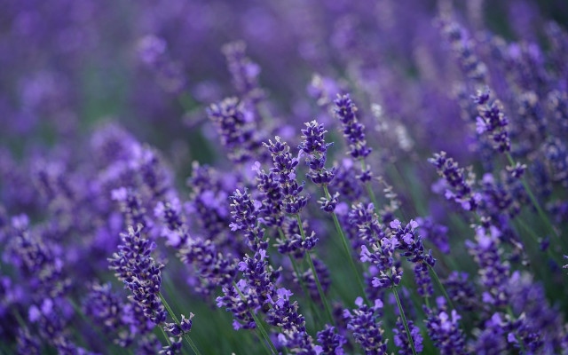 Пламнаха лавандулови полета край Поморие
