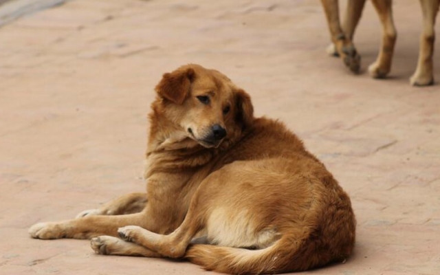 Бруталното убийство на безобидно куче в Тетевен подпали социалките (ВИДЕО 18 +)