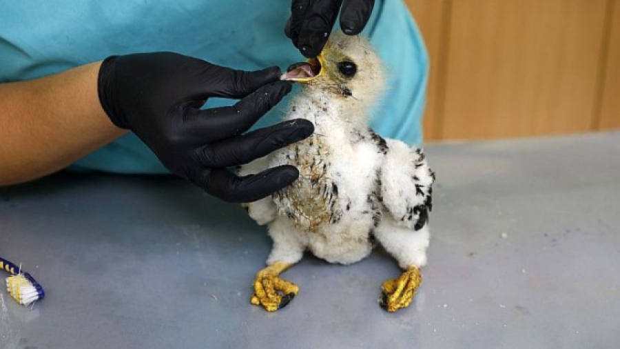 Огънят в Сакар взе невинни жертви