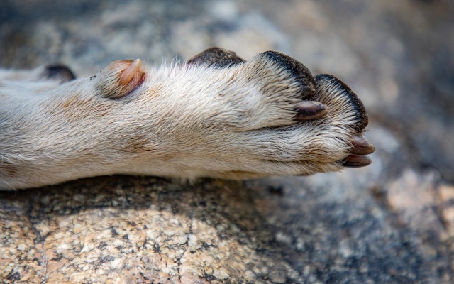 Шок на плаж в Бургас! Морето изхвърли умишлено удавено куче, завързано с каменни бокове!