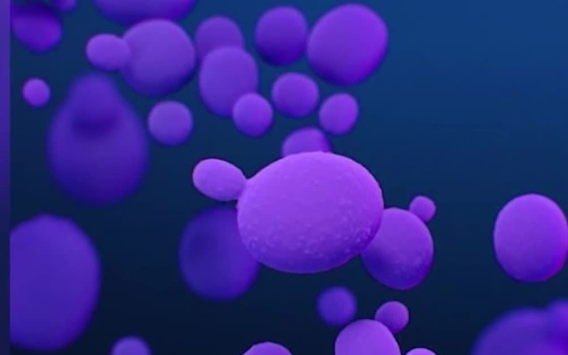 СЗО обяви смъртоносна гъбична инфекция за заплаха за човечеството