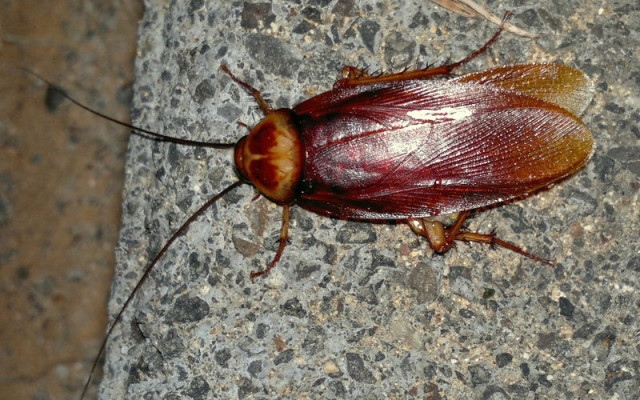 Ужасът на всяка домкиня връхлита България: Летящи хлебарки!