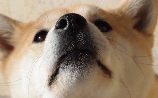 Глоба € 1000 за нашенка в Гърция, заразяла кучето си затворено в кола