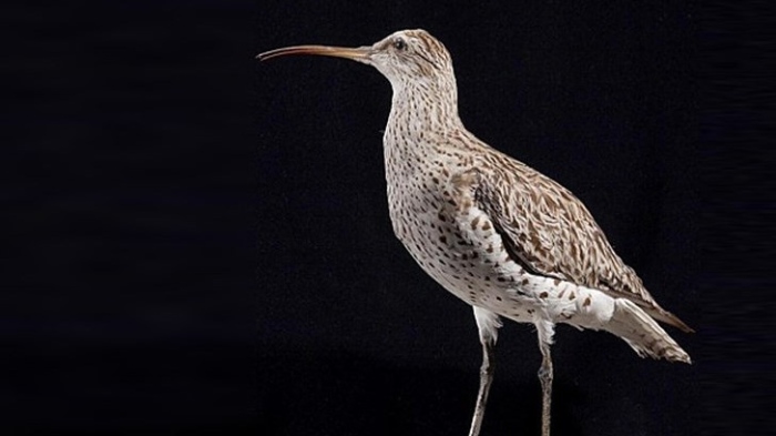 Тънкоклюният свирец изчезна завинаги