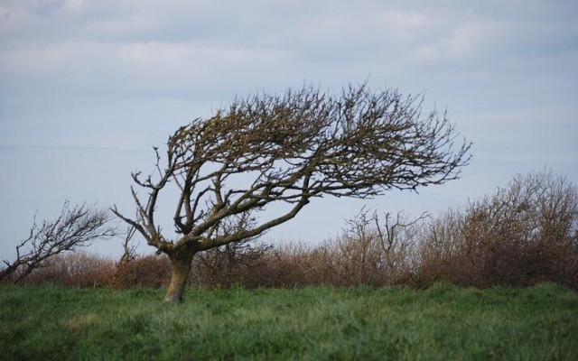 Жълт код за силен вятър в почти цяла България за петък