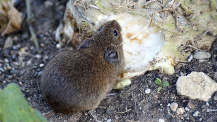 Какво се прави на Мишкин ден?
