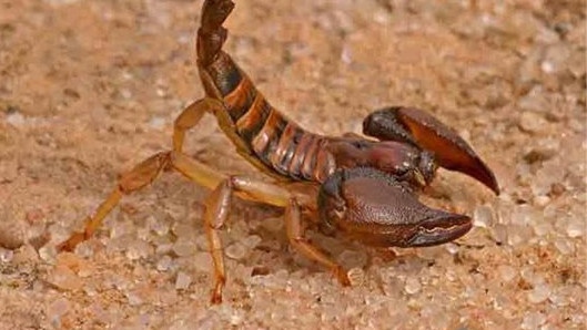 Наш град изтръпна! Напаст по къщите