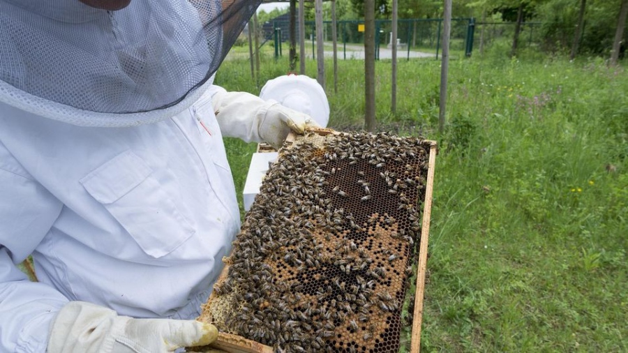 Отчитат 50% спад на регистрираните пчелари