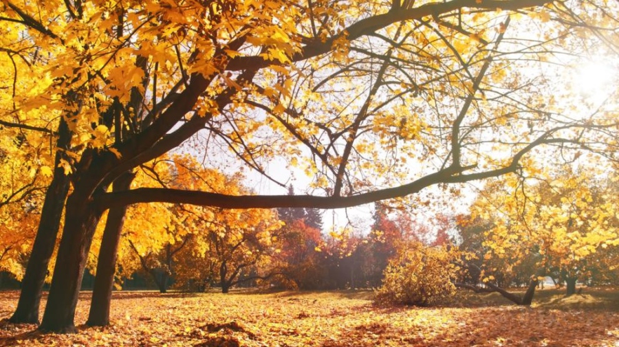 Слънце и дъжд ще се редуват до края на ноември, температурите скачат до 21°