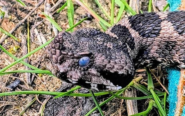 200 пепелянки незаконно отглеждал търновчанин