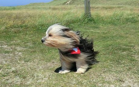 Жълт код за силен вятър в 18 области у нас