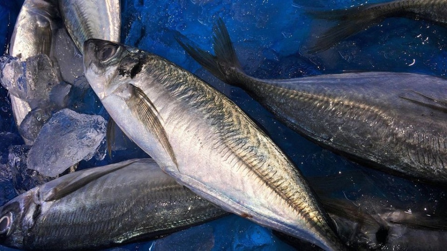 Засилени проверки на рибата преди Никулден