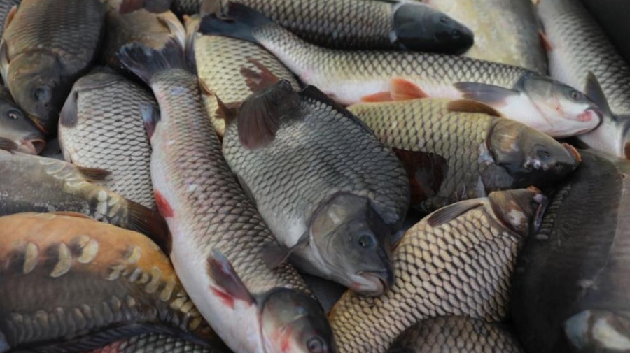 В навечерието на Никулден: Вижте каква е цената на шарана във Велико Търново