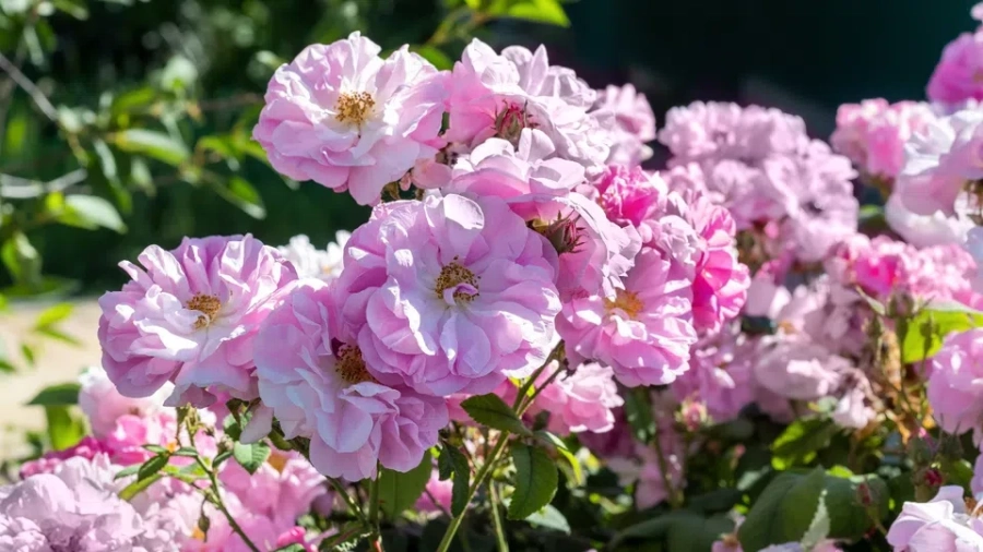 Почина авторът на "Една българска роза"