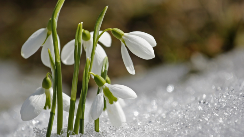 Ще има ли сняг за Коледа