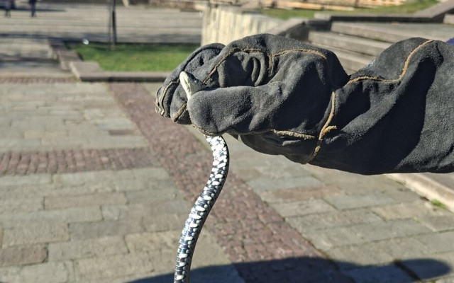 Посред зима: Хванаха усойница в центъра на Смолян