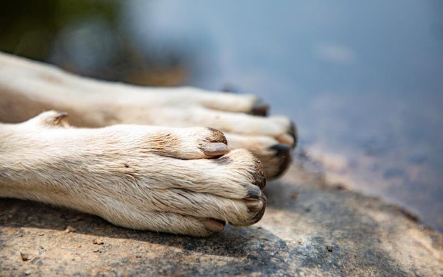 Пак брутално насилие над куче!