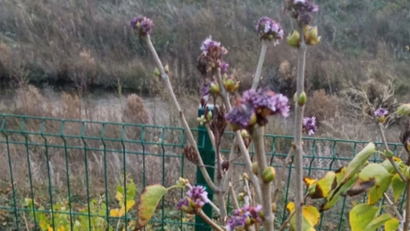 Природата се побърка: Люляк цъфна в навечерието на Коледа