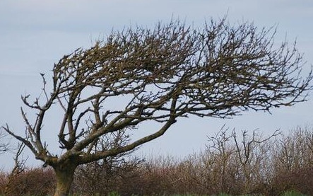 Затвориха пътищата към Витоша заради ураганен вятър