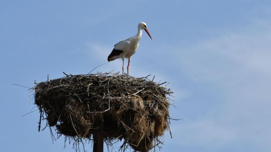 Изпревари Баба Марта: Първият щъркел пристигна в село Рупите
