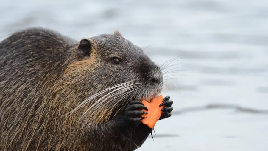 Сензация: Бобри се появиха в река Марица