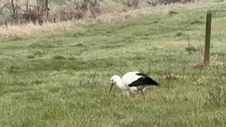 Символ на пролетта: Щъркелът Дончо се завърна в село Подкрепа