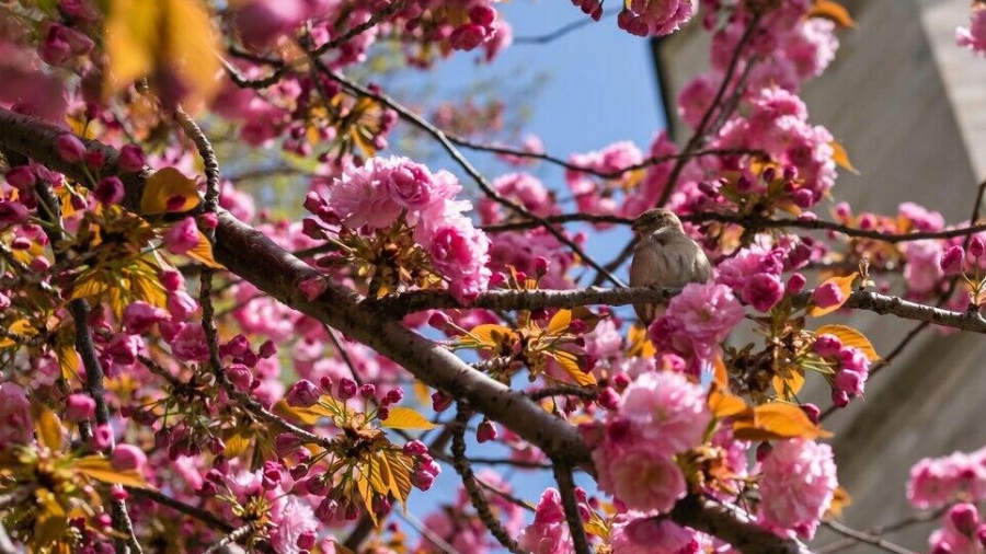Сутрешни мъгли и температури до 16° в сряда