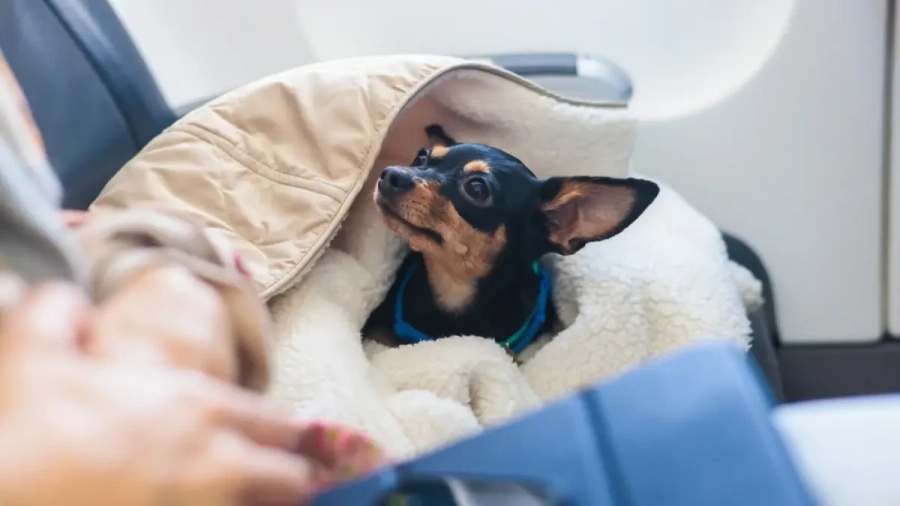 Гърция организира специален полет от Дубай за граждани с домашни любимци