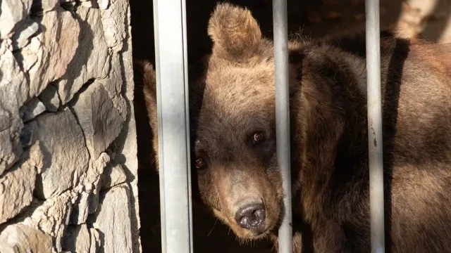 5 мечки от парка в Белица се събудиха от зимен сън