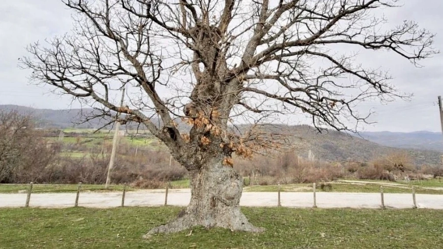 Официално забраниха докосването на две дървета в Южна България