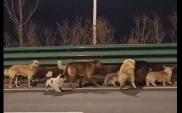 7 откраднати кучета избягаха от кланица и се върнаха у дома ВИДЕО