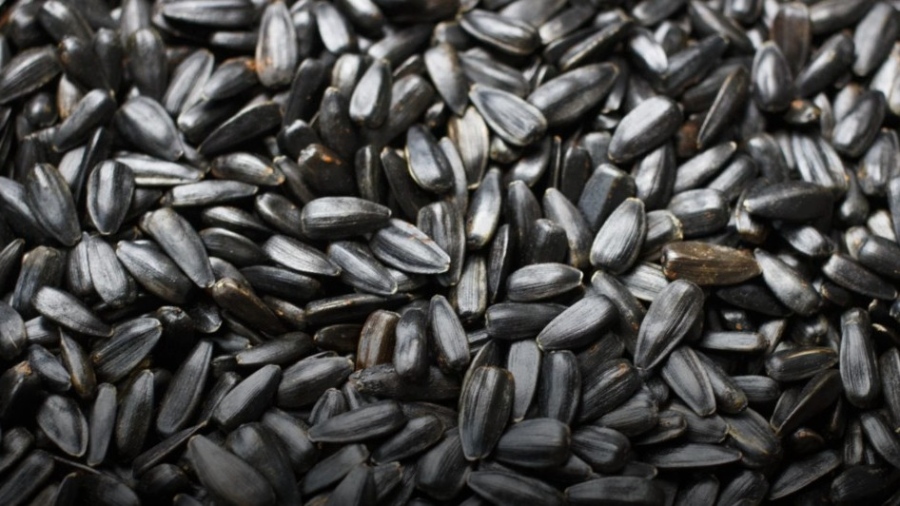 Зърнопроизводителите алармират: 4 кораба с аржентински слънчоглед, и 4-те с пестициди над нормата