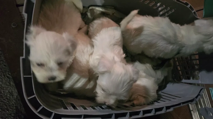 БАБХ спря незаконен транспорт на кучета в Кресна