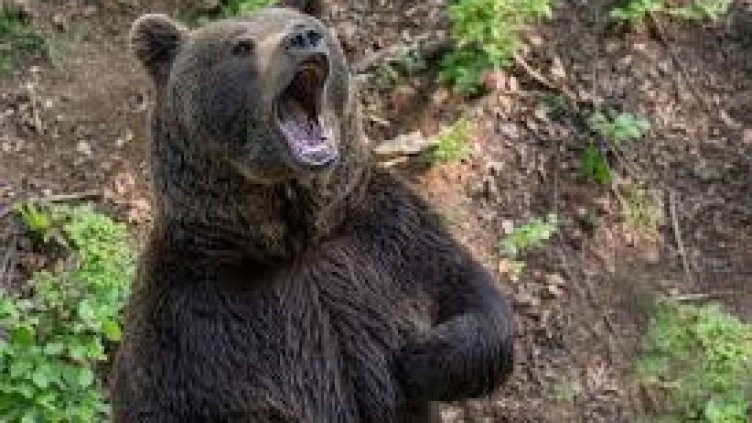 Мечките се събудиха гладни, слизат към селата