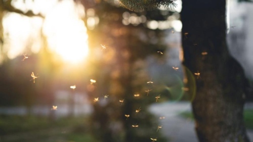 Предупреждават за риск за здравето заради забавяне на пръскането срещу комари