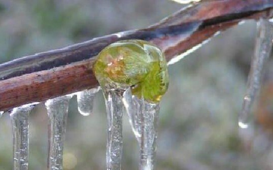 Извънсезонна студена вълна заплашва реколтата в Източна Европа и на Балканите