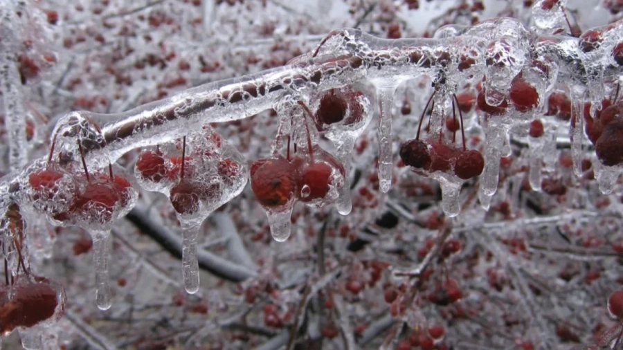 Meteo Balkans: Минус 3 градуса на 2 май, край с черешите