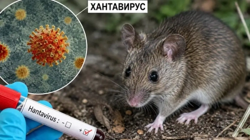 СЗО призова страните да следват препоръките относно хантавируса