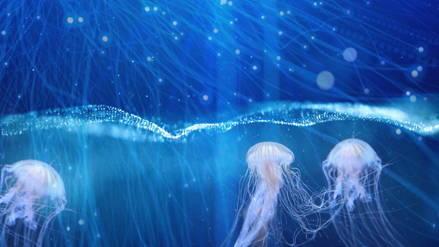 Гърция вдига плаващи бариери срещу медузи и агресивна риба